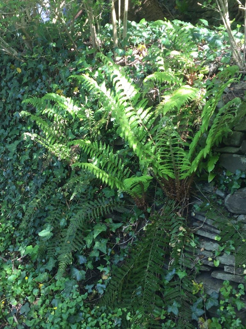 Ancient Indian Mathematics and Astronomy