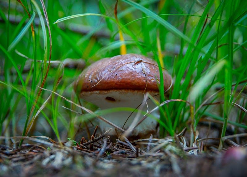 The Vedic Age: Dawn of Indian Civilization